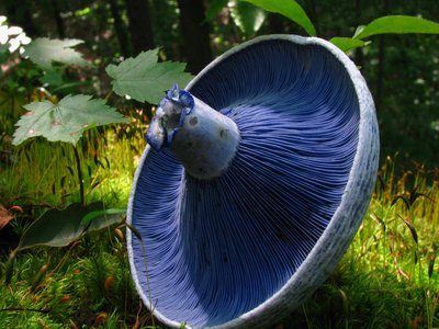 Indigo