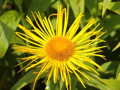 Inula