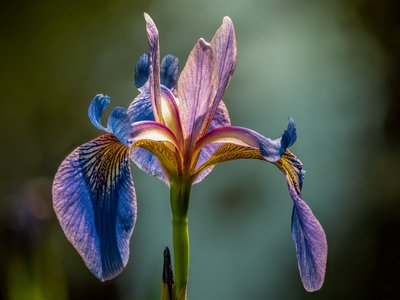 Iris