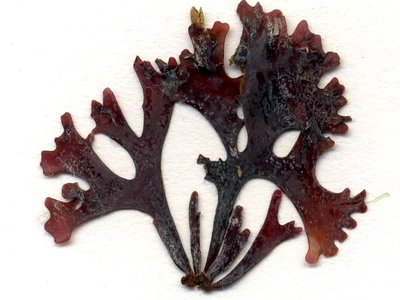 Irish Moss
