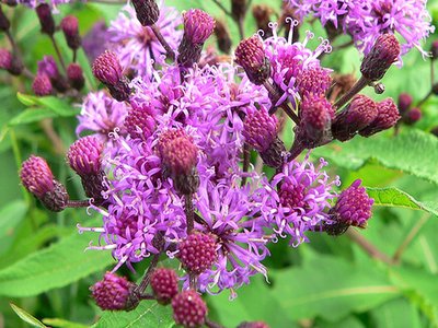 Ironweed