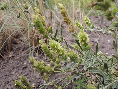 Ironwort
