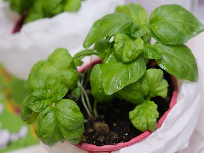 Italian Basil