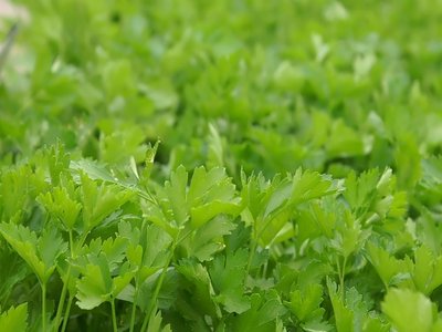Italian Parsley