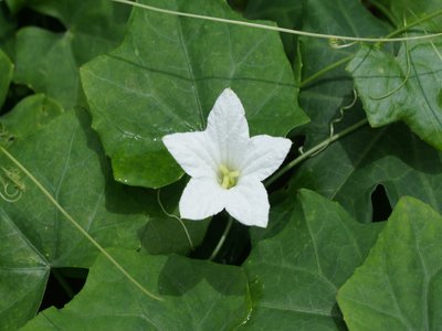 Ivy Gourd