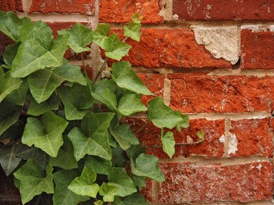 Ivy