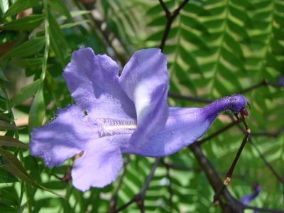 Jacaranda