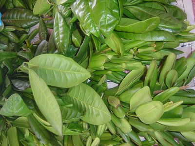 Jamaican Allspice