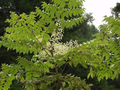 Japanese Angelica Tree