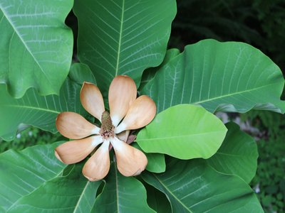 Japanese Bigleaf Magnolia
