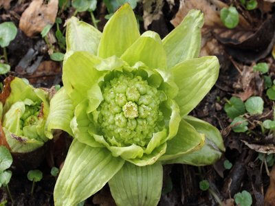 Japanese Butterbur