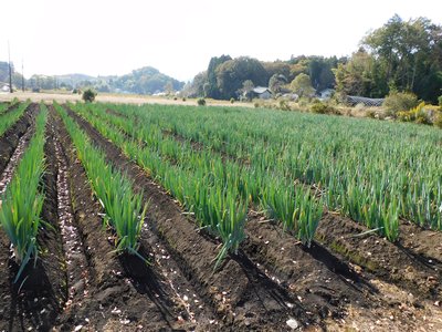 Japanese Green Onion