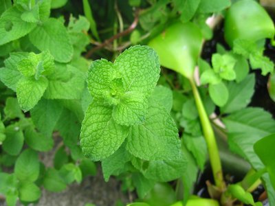 Japanese Peppermint