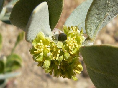 Jojoba