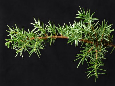Juniper