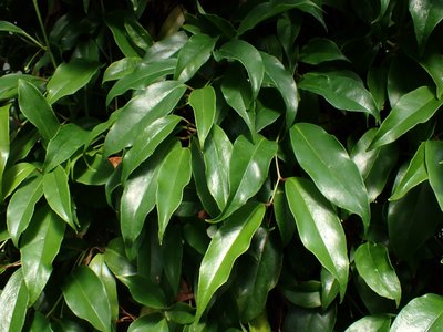 Kadsura japonica