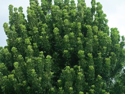 Kaffir Plum
