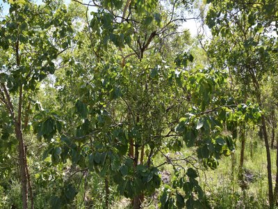 Kakadu Plum