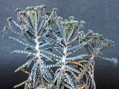Kalanchoe delagoensis