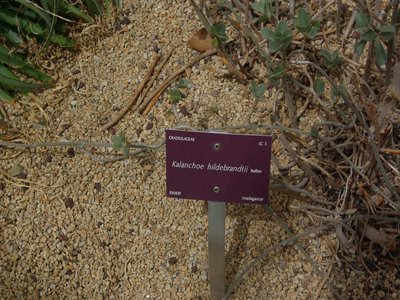 Kalanchoe hildebrandtii