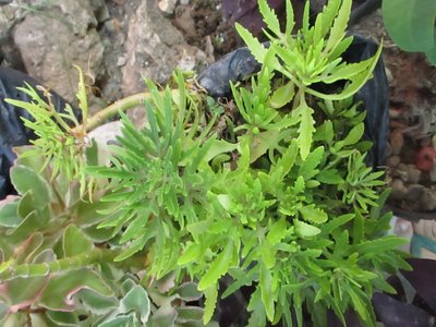 Kalanchoe laciniata
