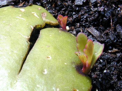 Kalanchoe pinnata