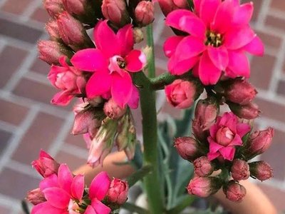 Kalanchoe