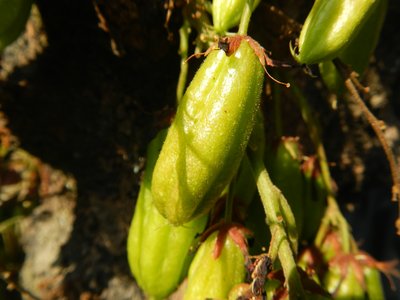 Kamias