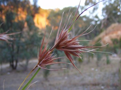 Kangaroo Grass