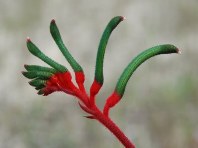 Kangaroo Paw