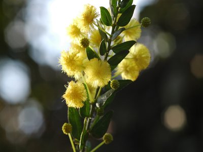 Kangaroo Thorn