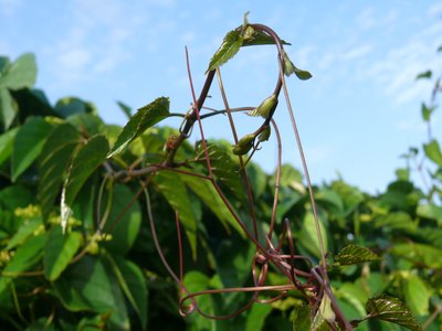 Kangaroo Vine