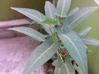Kangkung