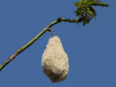 Kapok Tree