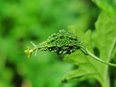 Karela