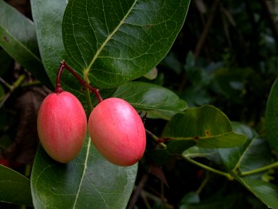 Karonda