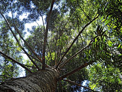 Kauri Pine