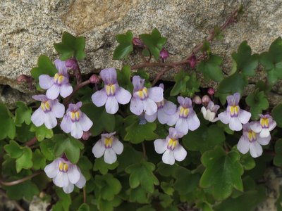 Kenilworth Ivy