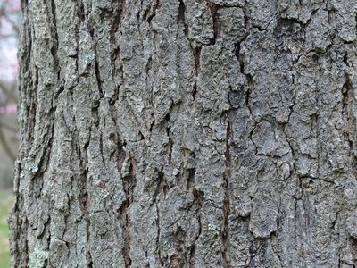 Kentucky Coffee Tree