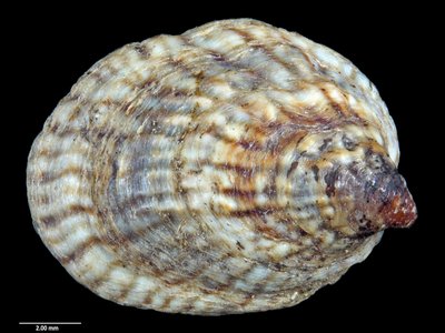 Kerguelenia