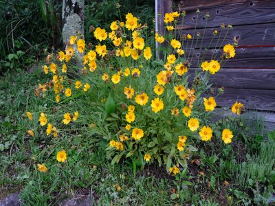 Lanceleaf Coreopsis