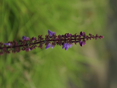 Lanceolate Sage