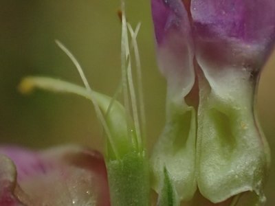 Lathyrus