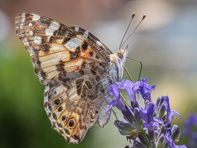 Lavandula