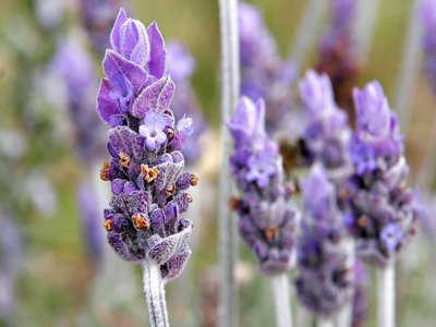 Lavender