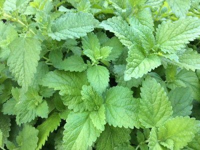 Lemon Balm