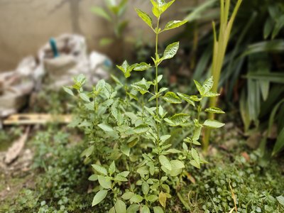 Lemon Basil