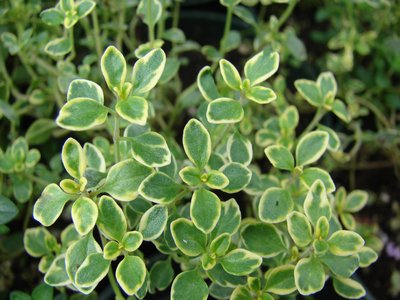 Lemon Thyme