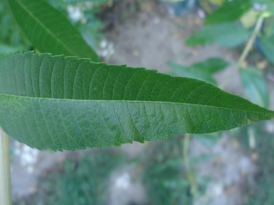 Lemon Verbena