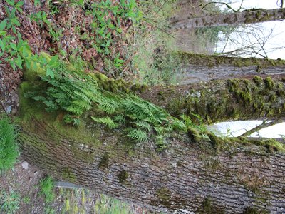 Licorice Fern